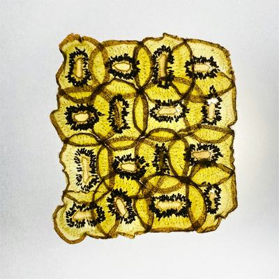 Kiwi — Dried kiwi slices arranged in a grid