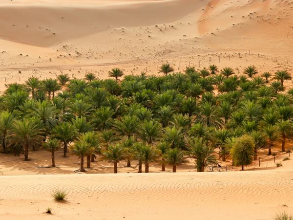 Palm groves in the desert outside Abu Dhabi